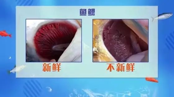 宠物吃生骨肉没有寄生虫么,宠物寄生虫对身体有害吗