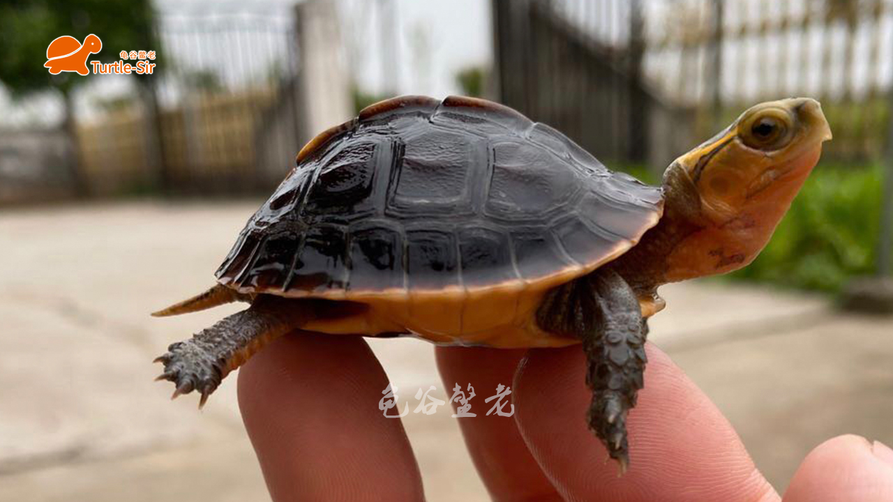 黄缘龟有点蔫,黄缘龟为什么几年了还很小