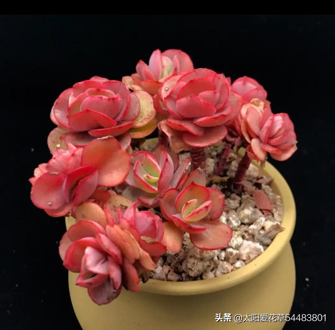 多肉秀妍怎么养,多肉秀妍爆盆了怎么处理