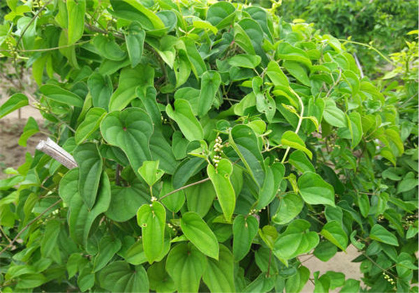 山东寿光山药高产栽培技术,怎样用麻山药豆栽培山药