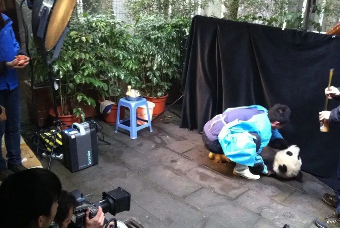 近年来濒危的野生动物有哪些,濒临灭绝的珍稀野生动物