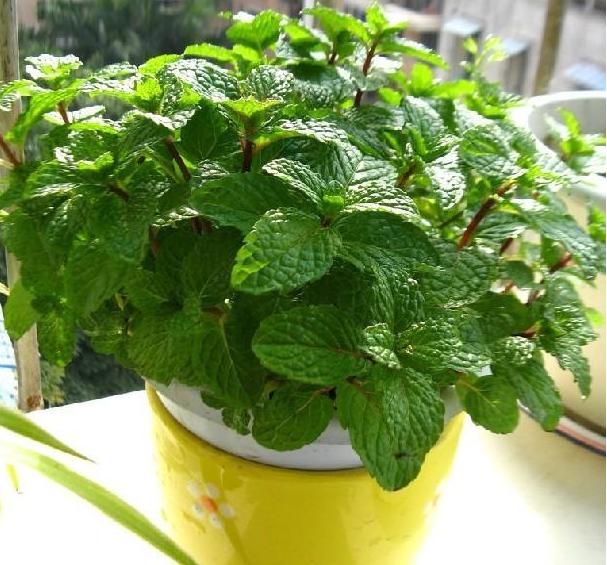 冬天薄荷出现干枯的黄叶怎么办,薄荷蔫了并有少许黄叶怎么补救