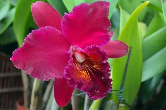 吊兰君子兰哪个好养护,君子兰吊兰图片欣赏