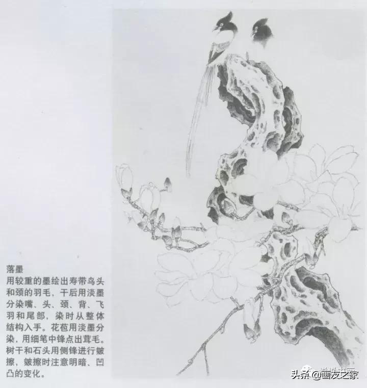 工笔玉兰的画法和染色,工笔玉兰花教学