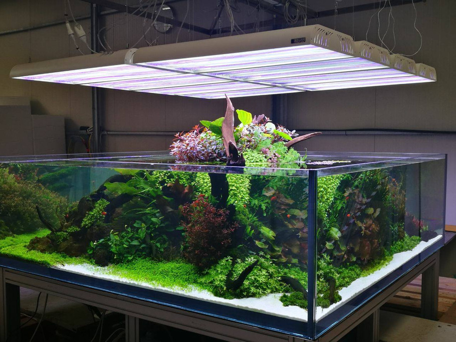 草缸造景入门基本知识,草缸造景基本的工具和材料