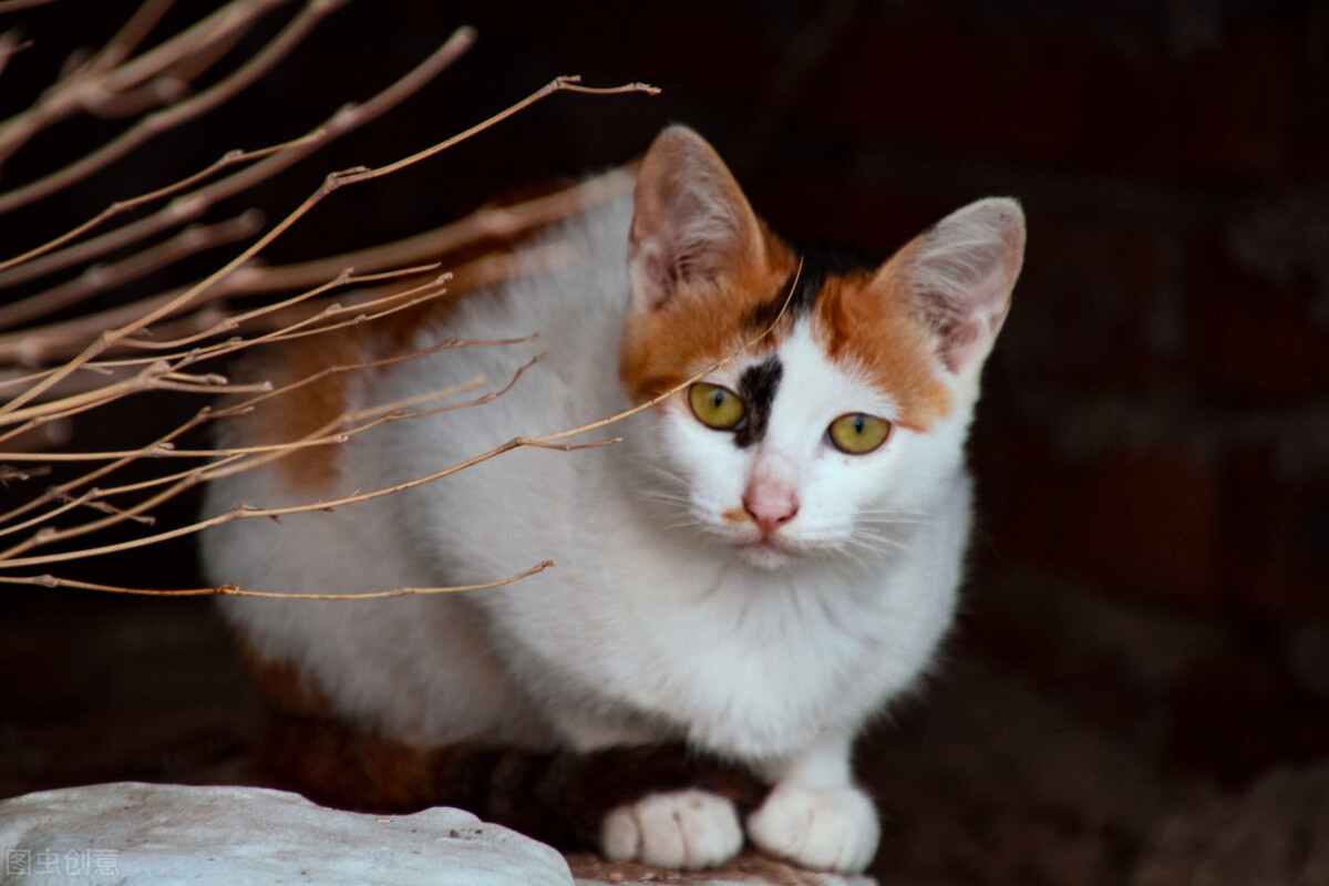 猫咪尿闭在家怎么解决,猫咪尿闭症用啥药效果快