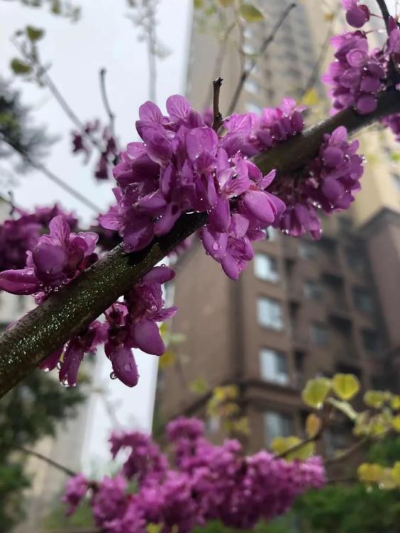 线上快进,线下激活!五月,荣盛物业渐进式启动双线社活