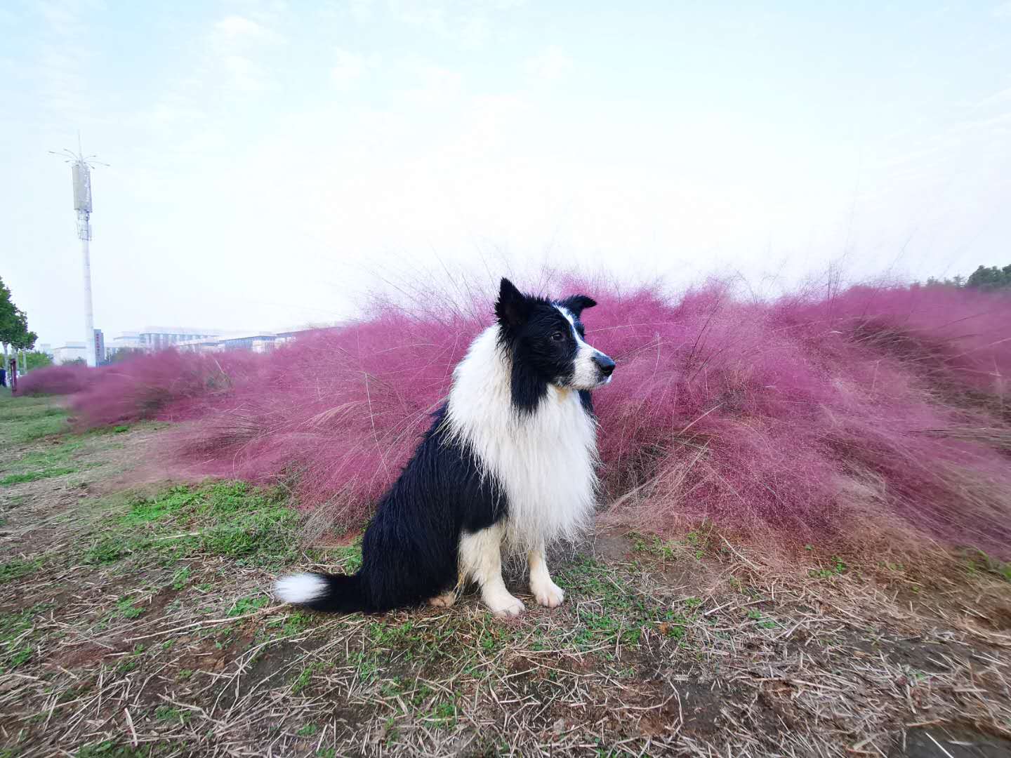 狗狗丢失找回技巧,狗狗丢失后如何尽快找回