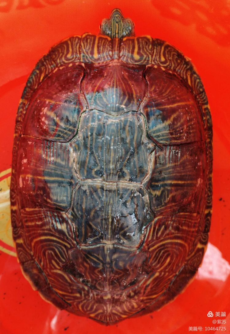 什么乌龟蜕壳,乌龟的退壳