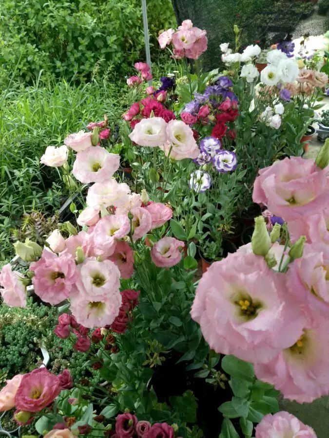 看到花的时候,不知是什么花?那就收下这份百花图谱