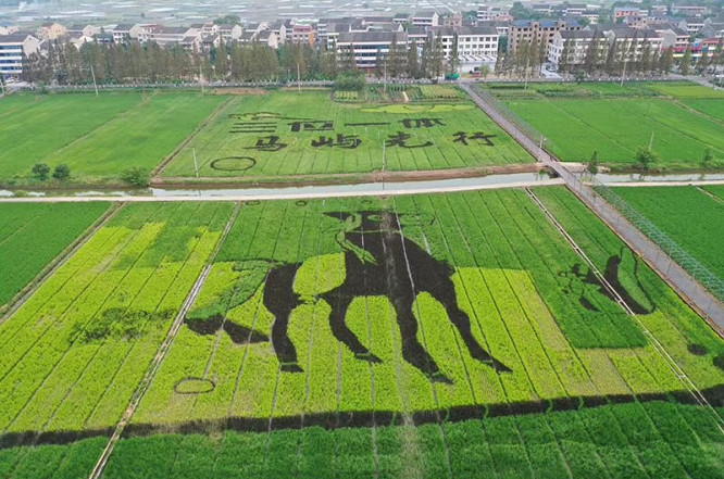 温州市平阳县水头镇特色产业,浙江省平阳县水头镇乡村振兴