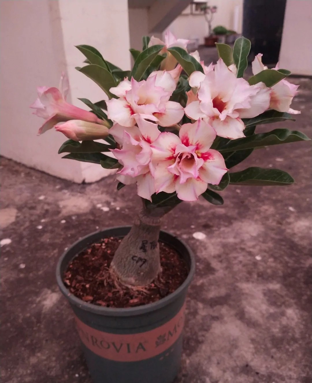 84个沙漠玫瑰品种，收起来慢慢看，待到来年春天选几种喜欢的养