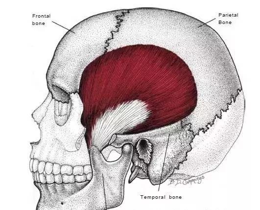 偏头痛的部位是哪里,偏头痛的原始痛点