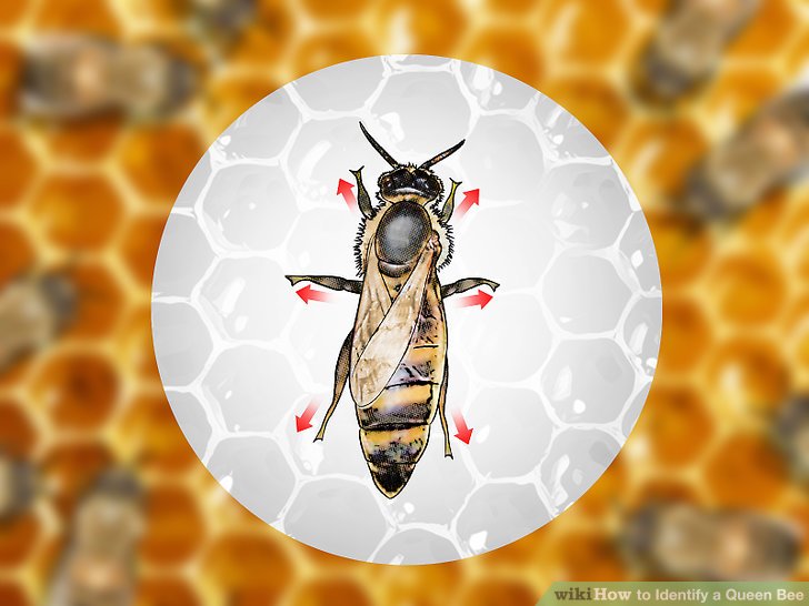 土养蜜蜂换王怎样方便找到蜂王,蜜蜂二十多只带一个蜂王怎么养殖