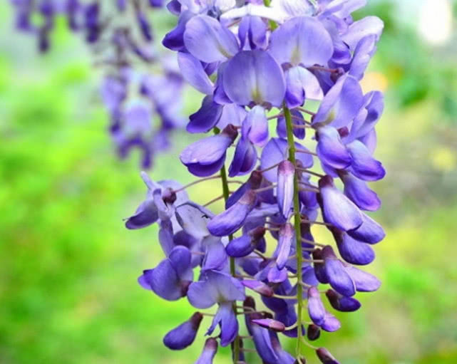 紫藤花种子发芽了怎么种植,大型紫藤花种植方法视频