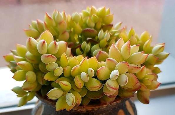 新手夏季多肉如何养,夏天养多肉的技巧和方法