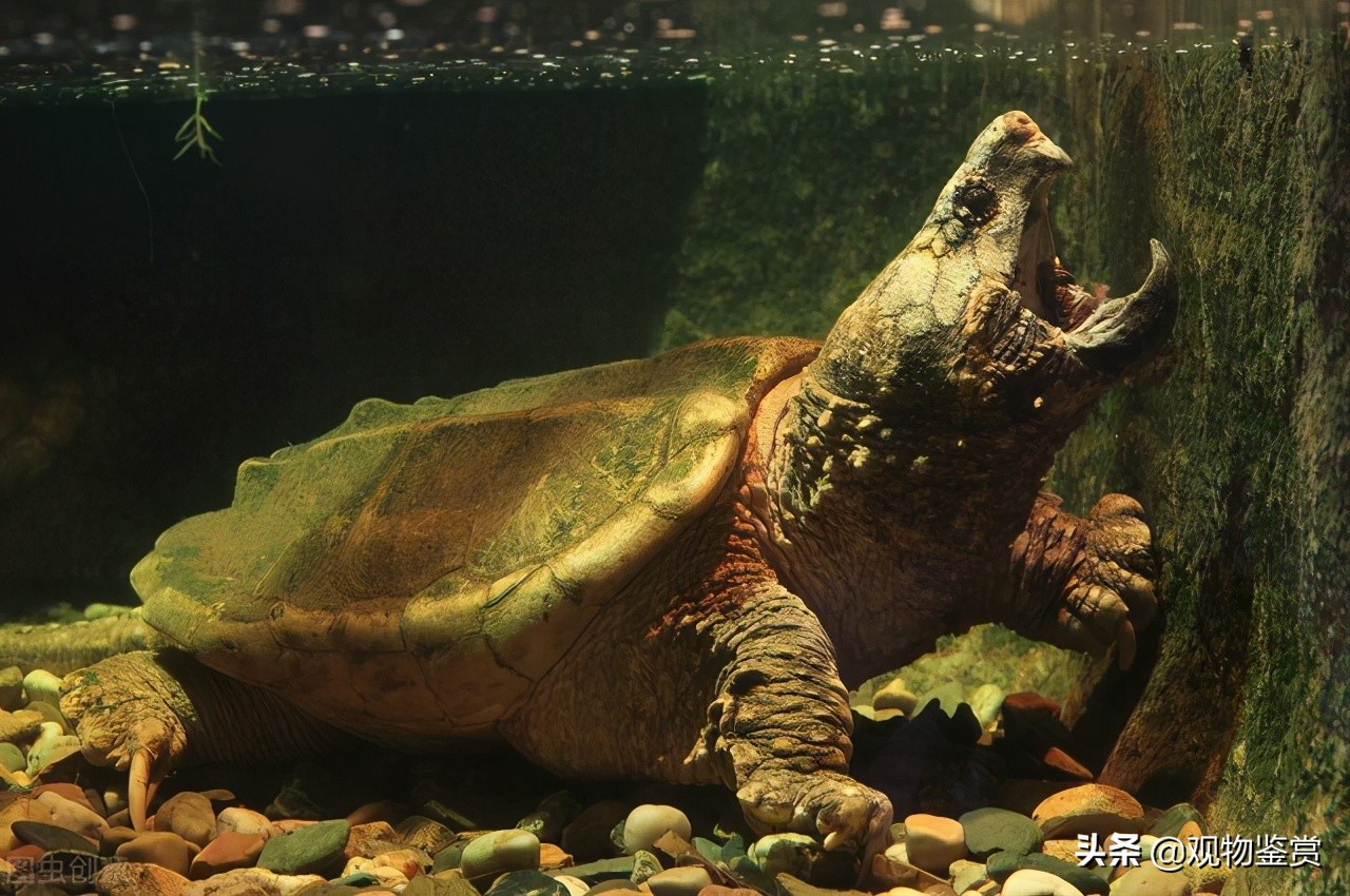 鳄龟生活环境小会影响它的生长吗,鳄龟多大才会放慢生长速度