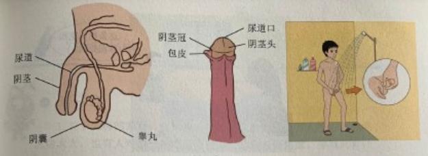 家长对孩子的性教育有多重要,中国家长为什么反对性教育