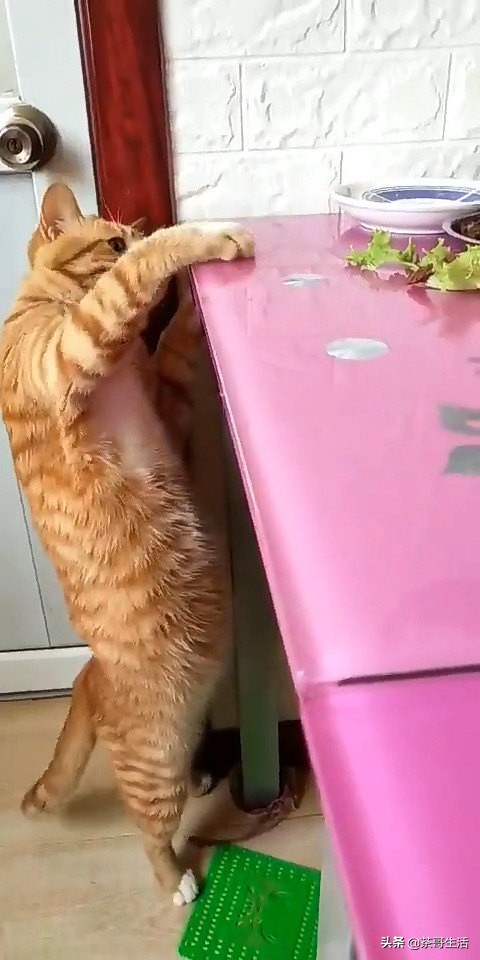 橘猫贪吃偷狗粮,英短胖猫偷吃搞笑视频