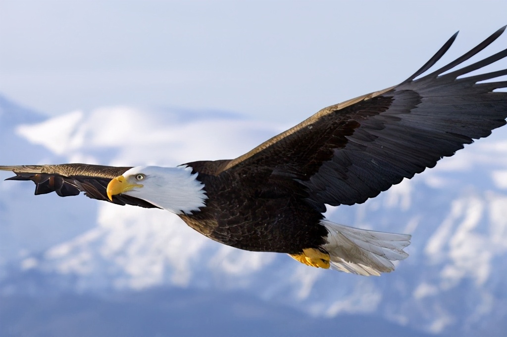 世界上最聪明的鸟是哪样的,世界上最聪明的鸟类排名