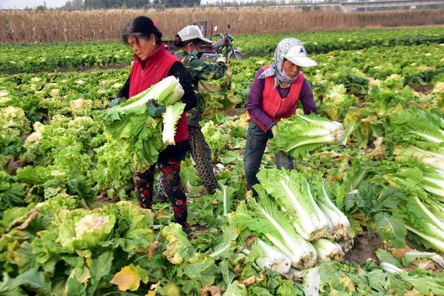 中国飞天猪还没消停，韩国白菜售价暴涨！1棵35，泡菜没法淹了