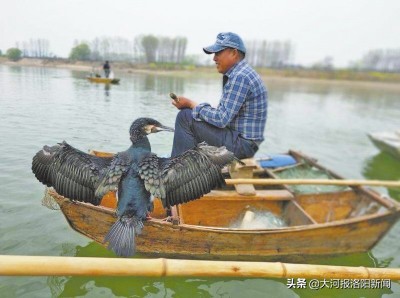 鸬鹚渔民捕鱼视频,视频鱼鹰捕鱼全过程