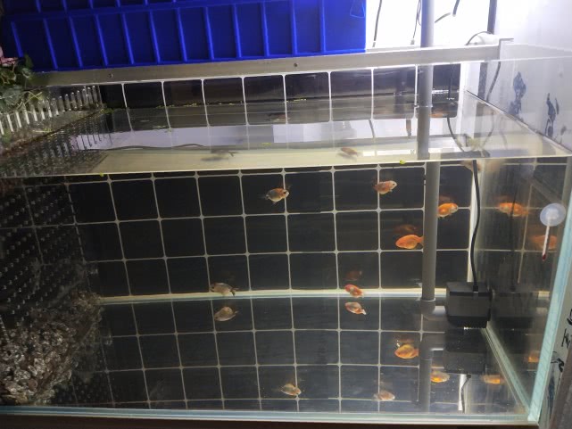 1.2米鱼缸适合养多少金鱼,400cm鱼缸能养几条金鱼