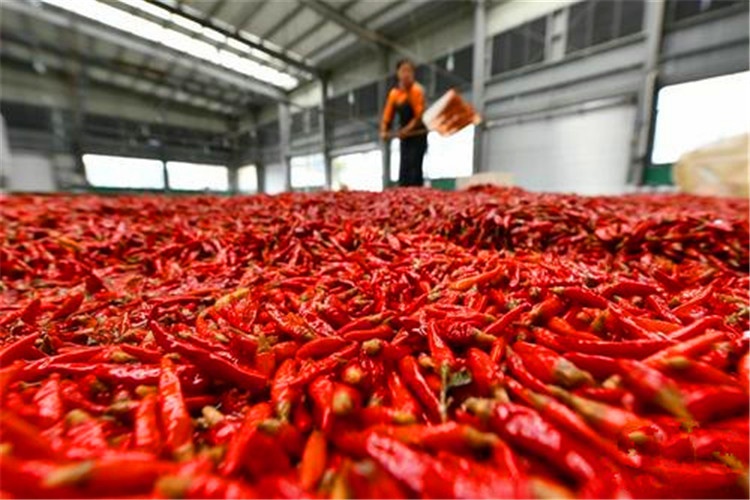 100个农村小型办厂项目,农村办厂投资项目有哪些