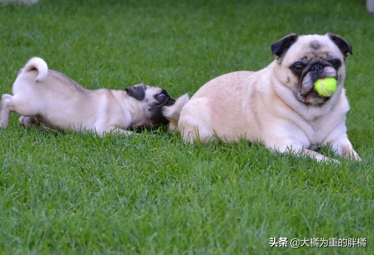 犬界中哪些狗狗性格最温顺,狗界中六种智商比较低的狗狗