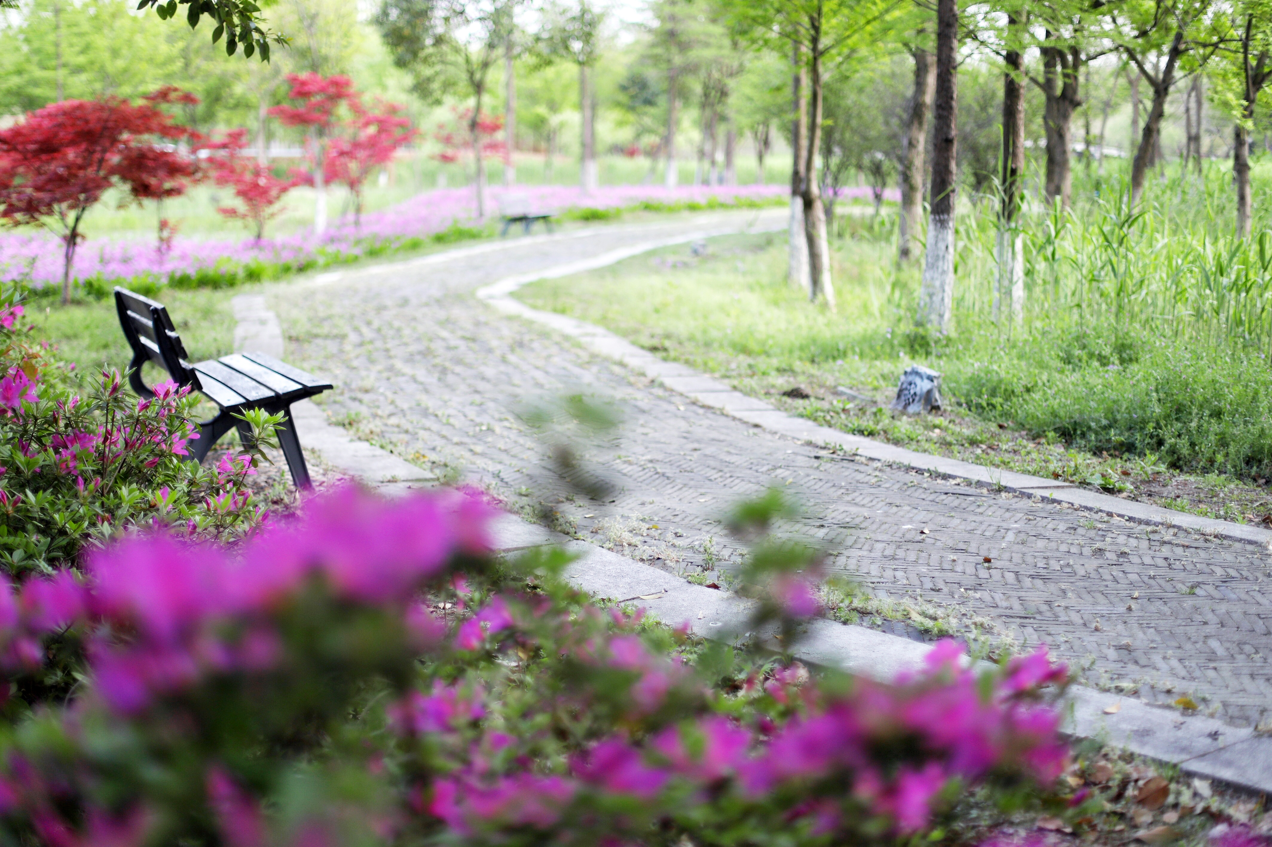 常熟沙家浜一日游结束,常熟水上花田沙家浜