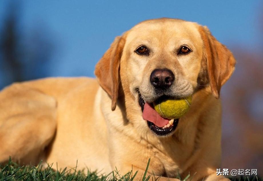 八种可爱狗狗,100个可爱狗狗视频