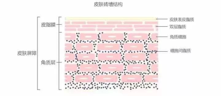 神经酰胺是蛋白质吗,神经酰胺是一种什么成分