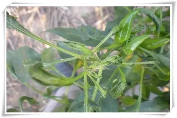 辣椒病害图谱大全大图,辣椒病害大全图片及防治方法