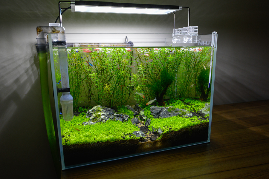 新手草缸入门,萌新水草缸