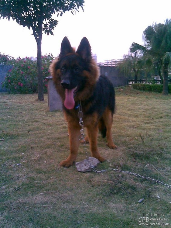 这几种高颜值狗狗你认识哪些,盘点最靠谱的狗狗看看你知道几种