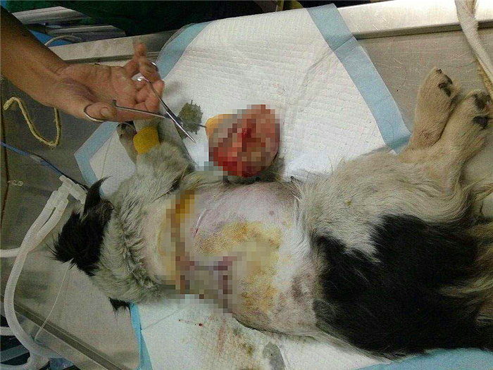 狗狗感染布鲁氏杆菌有啥症状,狗狗如何知道有布鲁氏杆菌