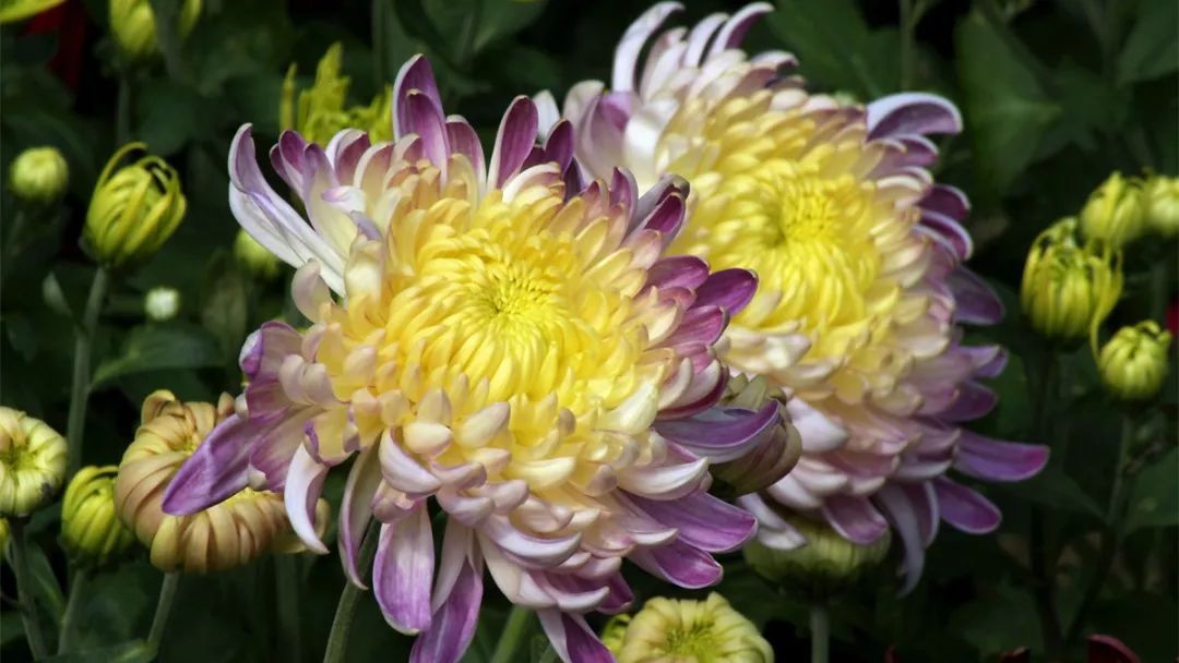 深秋时节的菊花展诗情画意,秋日赏菊30幅菊花图