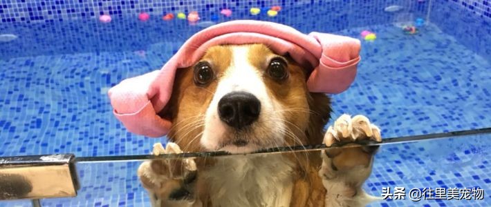 因为主人的疏忽狗狗死了,因为自己的疏忽狗狗死于车祸