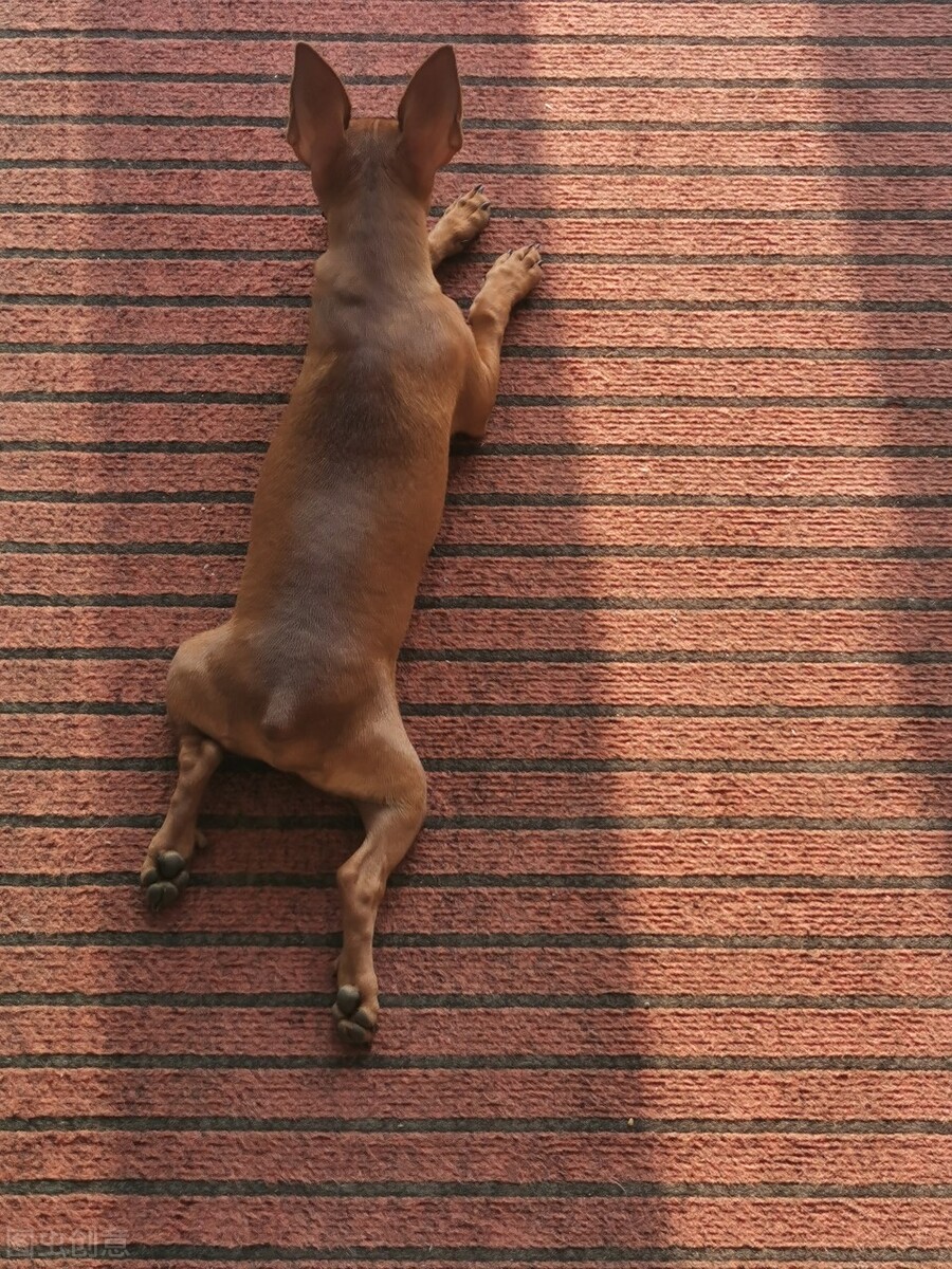 小鹿犬怎么训练才听话,小鹿犬怎么训练听话