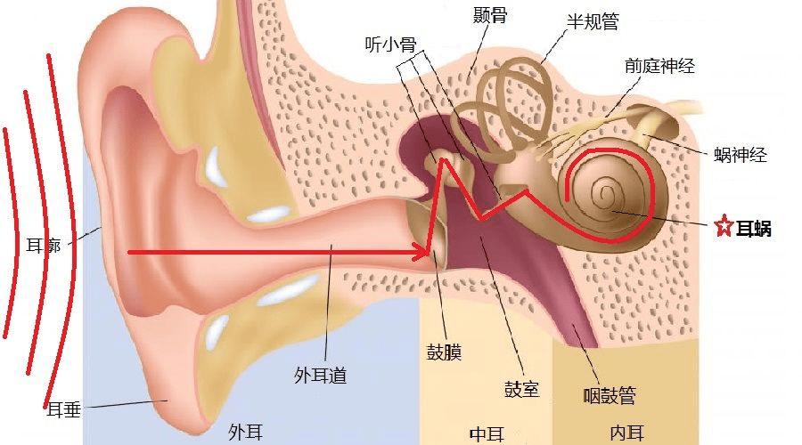 头戴式耳机对耳朵伤害更大吗,大耳机和小耳机哪个对耳朵好