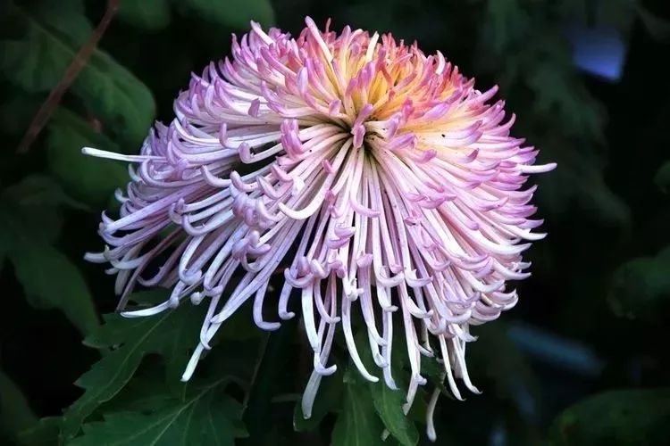 花中四君子菊花国画用笔,花中四君子菊花高清图片