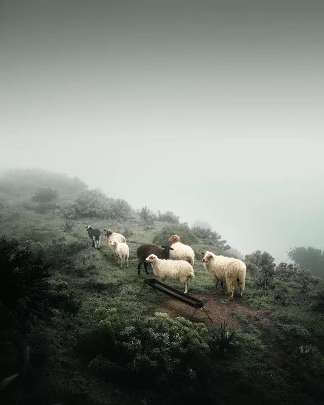 2021年索尼世界摄影大赛专业奖,2020年索尼世界摄影大赛