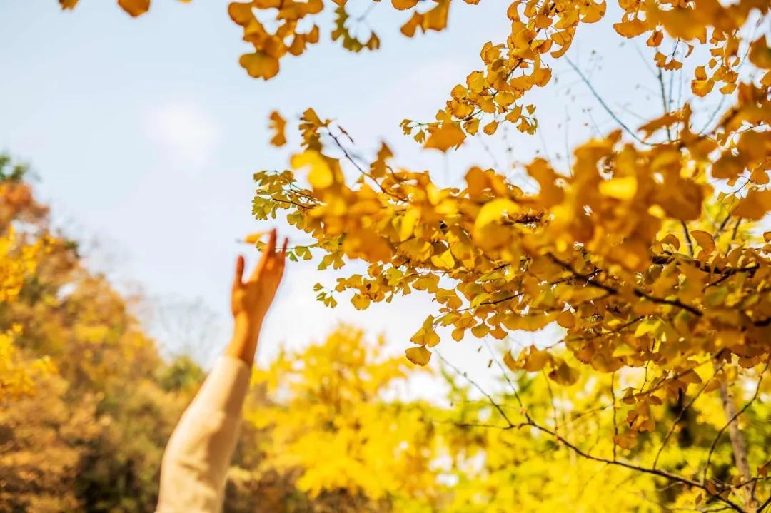 经典永存100句描写秋天的优美诗词,最美的秋天诗词