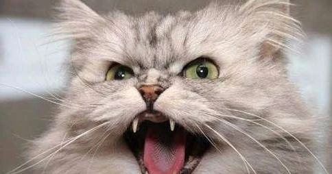 猫咪打架打得掉毛,猫咪打架打出血怎么办