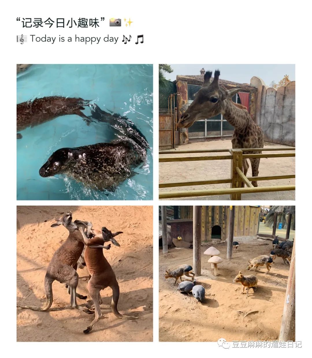 飞鸟和蝉动物世界,飞鸟动物王国