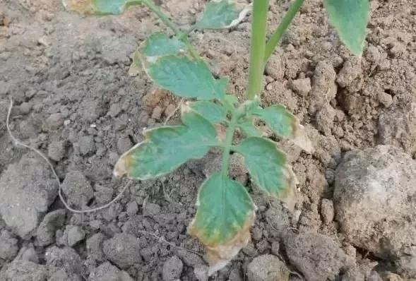 鸡粪羊粪牛粪猪粪哪个有机肥最好,鸡粪牛粪猪粪羊粪到底哪个效果好