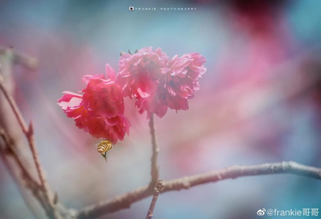 广州现在花开的季节,广州现在什么花开了