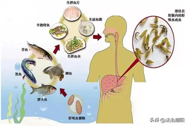 很多食物都有寄生虫,这6种食物或是寄生虫的重灾区