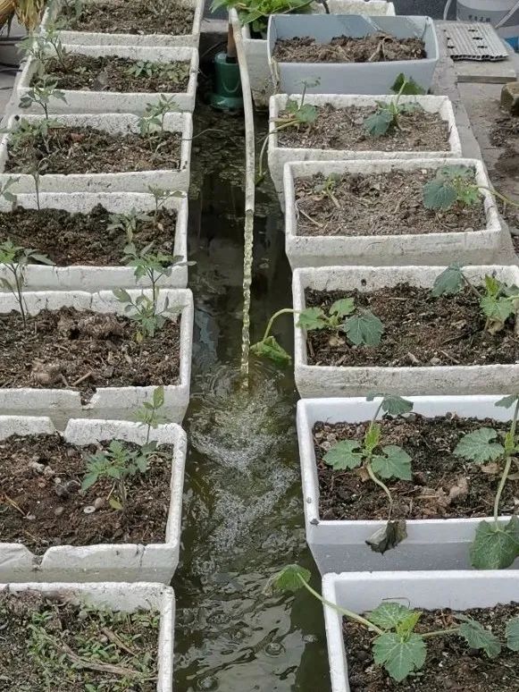 如何防止绿藻缠水泵,水泵会抽走绿藻吗