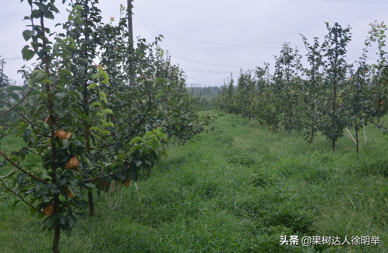 夏季雨水多的年份怎么进行管理果树呢